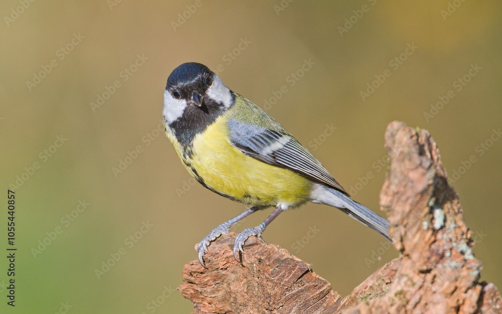 Naklejka premium Parus major aka great tit perched on the tree branch. Common bird in Czech republic. Close-up portrait isolated on blurred background. Funny eye to eye look. 