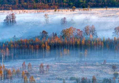 Aerial view of serene and misty autumn forest with vibrant trees, Tver Oblast, Russia. photo