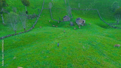 Cows grazing among hay meadows and huts in the Miera River Valley. Aerial view from a drone. Pasiegos Valleys. Cantabria. Spain. Europe photo