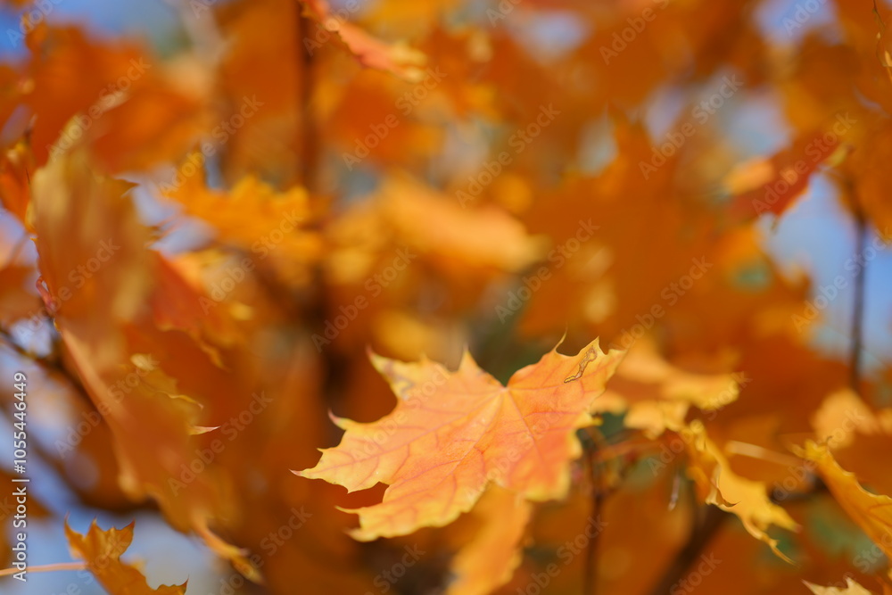 Golden and Red-Orange Autumn Maple Leaves on a Tree Against a Blurry Sky Background. Soft, Dreamy Fall Scene Perfect for Seasonal Wallpaper with Warm, Vibrant Colors. Golden and Red-Orange Autumn Maple Leaves on a Tree Against a Blurry Sky Background. Soft, Dreamy Fall Scene Perfect for Seasonal Wallpaper with Warm, Vibrant Colors.