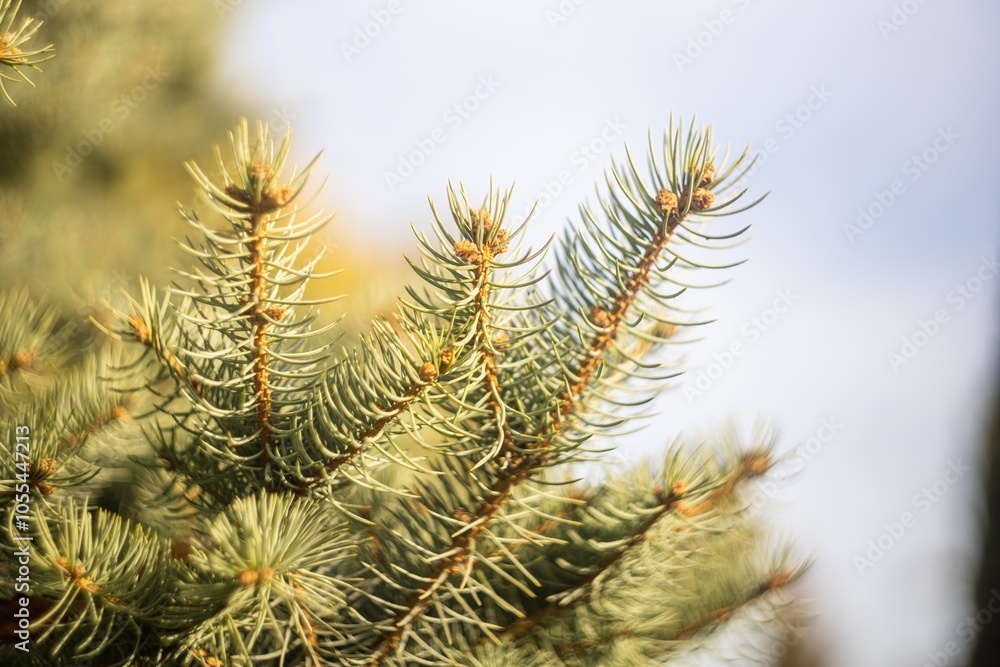 Coniferous spruce tree with needles for Christmas decoration close-up. Coniferous spruce tree with needles for Christmas decoration close-up.