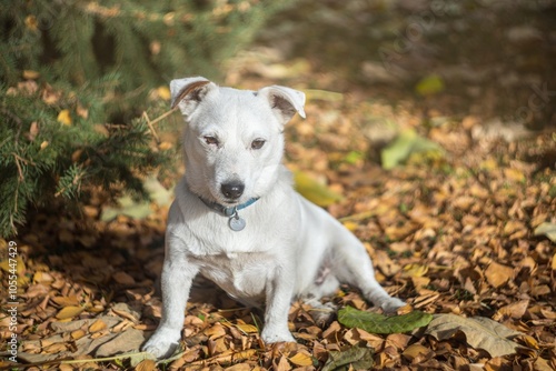 Photo of a Jack Russell Terrier dog