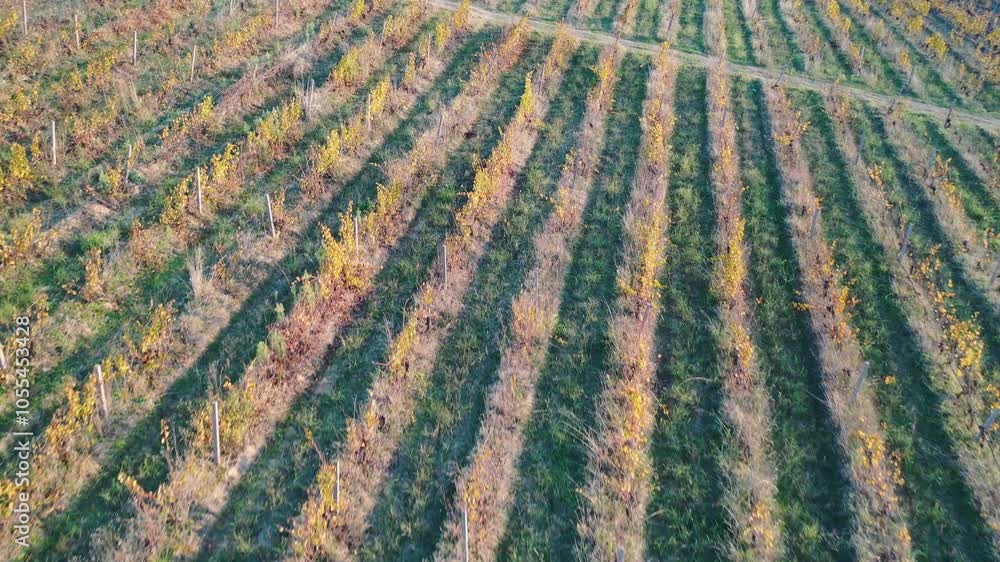 Aerial view of vineyard rows at sunset Aerial view of vineyard rows at sunset