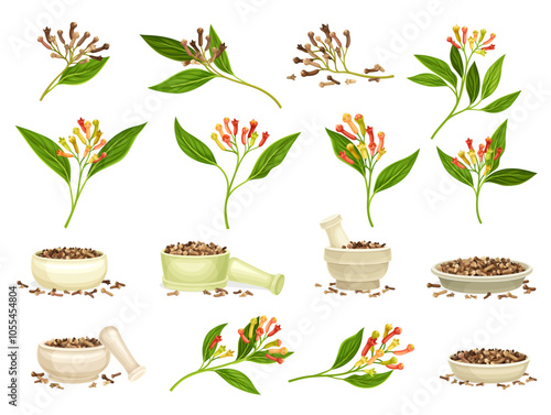 Cloves Dry Spice and Condiment Plant Blossom Big Vector Set