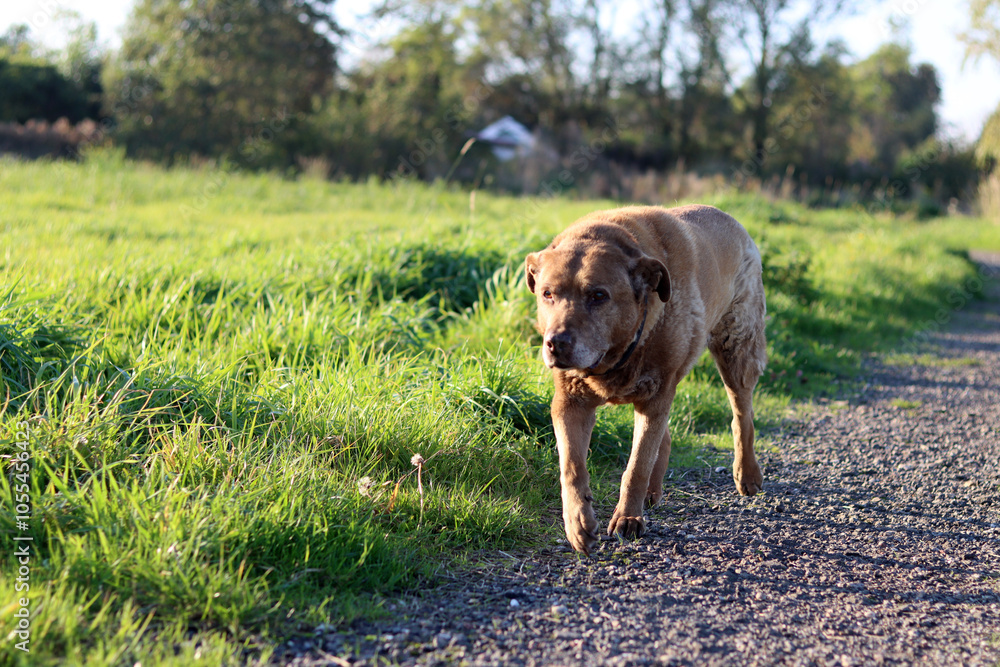 Dog on a walk in the field. Labrador Retriever close up photo. Dog running on a rural road in the countryside. Dog in the field. Dog on a walk in the field. Labrador Retriever close up photo. Dog running on a rural road in the countryside. Dog in the field.