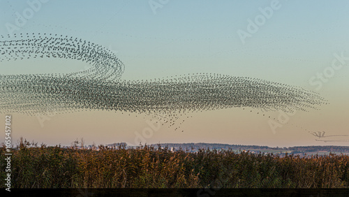 Photos Stare  (Sturnus vulgaris)am Abend auf dem Weg zum Schlafplatz im Schilf des Fede