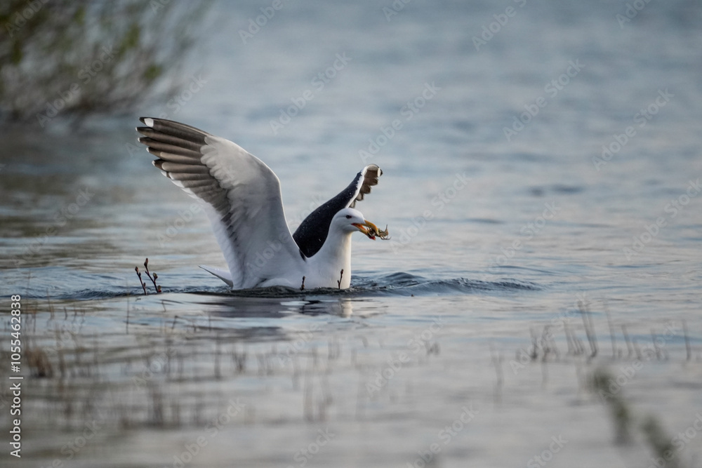 Kelp gull, Larus dominicanus, fishing a crab in the lake with stretched wings Kelp gull, Larus dominicanus, fishing a crab in the lake with stretched wings
