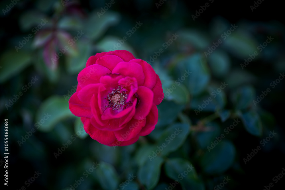 natural garden rose macro detail shot, the most colorful rose detail photo natural garden rose macro detail shot, the most colorful rose detail photo