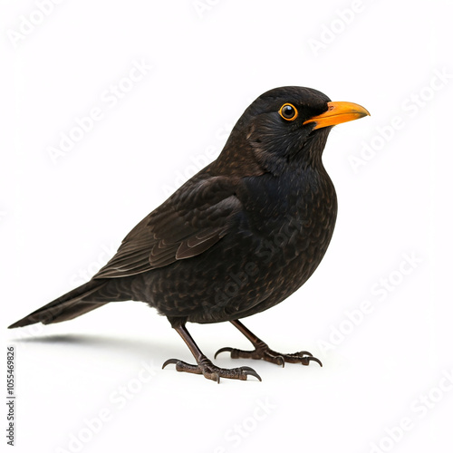 A small, black bird with a bright orange beak, standing on a white background