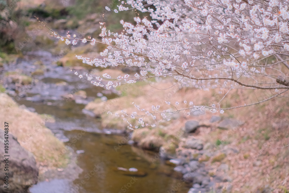 桜風景 桜風景