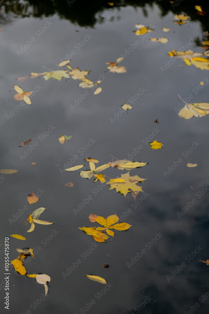 Autumn leaves float on the surface of the water. Fallen autumnal leaves on surface of lake. Nature's landscape Fallen orange leaf is sailing on water level Autumn leaves float on the surface of the water. Fallen autumnal leaves on surface of lake. Nature's landscape Fallen orange leaf is sailing on water level