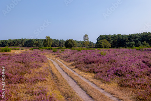 Nature landscape, Purple flowers with trees, Flowering Calluna vulgaris (Heide, Heather or Ling) The sole species in the genus Calluna in the family of Ericaceae, Bussumerheide, Hilversum, Netherlands photo