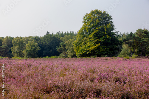 Nature landscape, Purple flowers with trees, Flowering Calluna vulgaris (Heide, Heather or Ling) The sole species in the genus Calluna in the family of Ericaceae, Bussumerheide, Hilversum, Netherlands photo