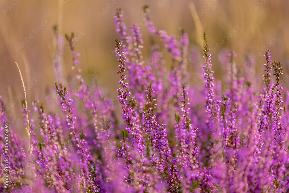 Selective focus of purple flowers in the filed, Calluna vulgaris (Heide, Heath, ling or simply heather) is the sole species in the genus Calluna, Flowering plant family Ericaceae, Natural background. Selective focus of purple flowers in the filed, Calluna vulgaris (Heide, Heath, ling or simply heather) is the sole species in the genus Calluna, Flowering plant family Ericaceae, Natural background.