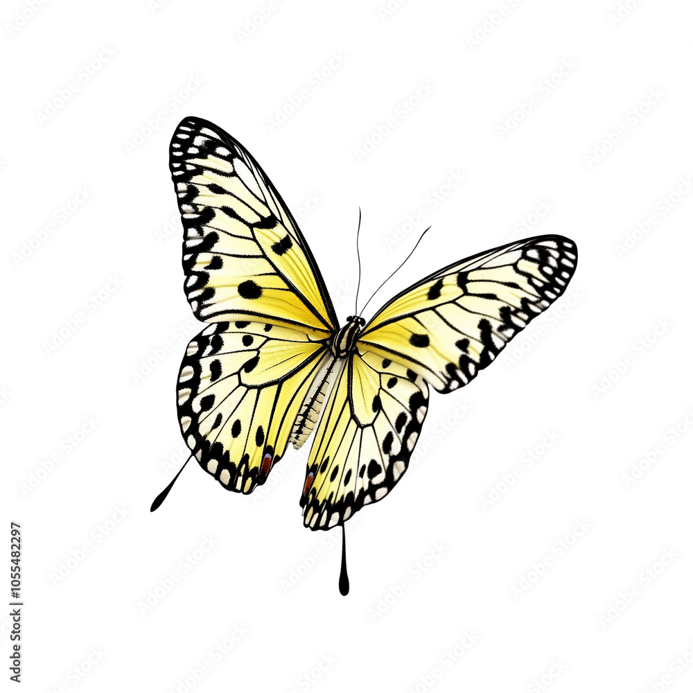 A vibrant yellow butterfly with black markings on its wings. A vibrant yellow butterfly with black markings on its wings.