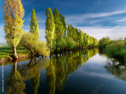 trees and reflection in water