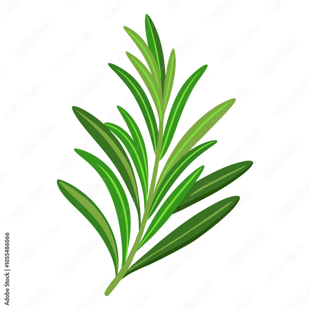 Rosemary spices, fresh herb branch. Aromatic spices for culinary trendy flat style isolated. Vector illustration Rosemary spices, fresh herb branch. Aromatic spices for culinary trendy flat style isolated. Vector illustration