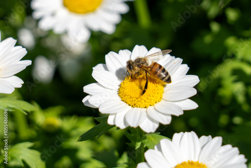 daisy and bee