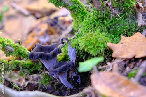 mushrooms among the leaves photo