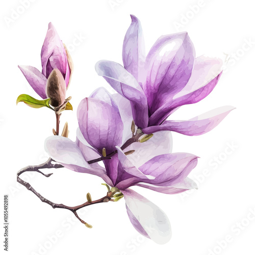 Hand-drawn magnolia flowers in watercolor style, nature botanical collection. watercolor branch of pink magnolias, Branch of pink magnolias in watercolor style painting, isolated on white