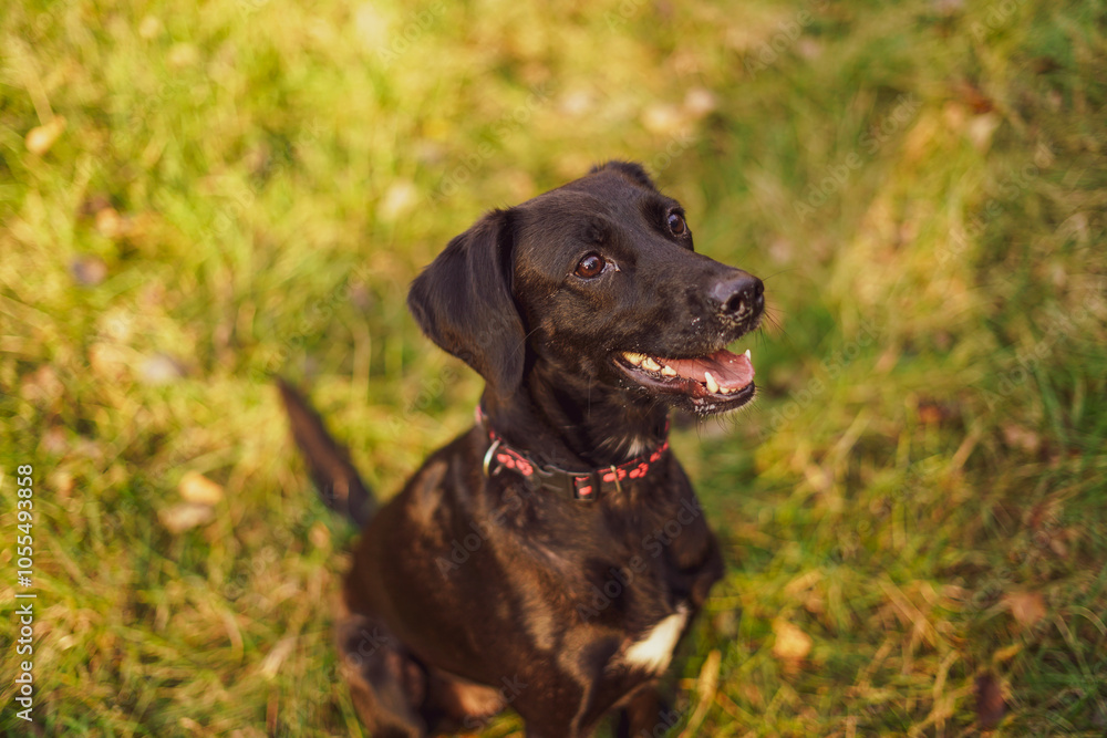 Black young dog on the grass. Close up. Black young dog on the grass. Close up.