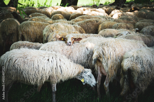 Flock of Sheep grazing closely together on Green Field with one sheep looking directly at the Camera. Perfect for Farming, Nature, and Countryside themes. photo