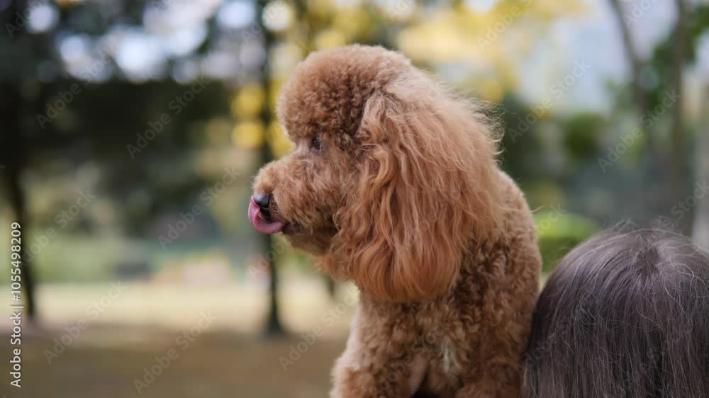 A Playful Poodle Joyfully Enjoying Its Time in the Beautiful Outdoors and Sunshine A Playful Poodle Joyfully Enjoying Its Time in the Beautiful Outdoors and Sunshine