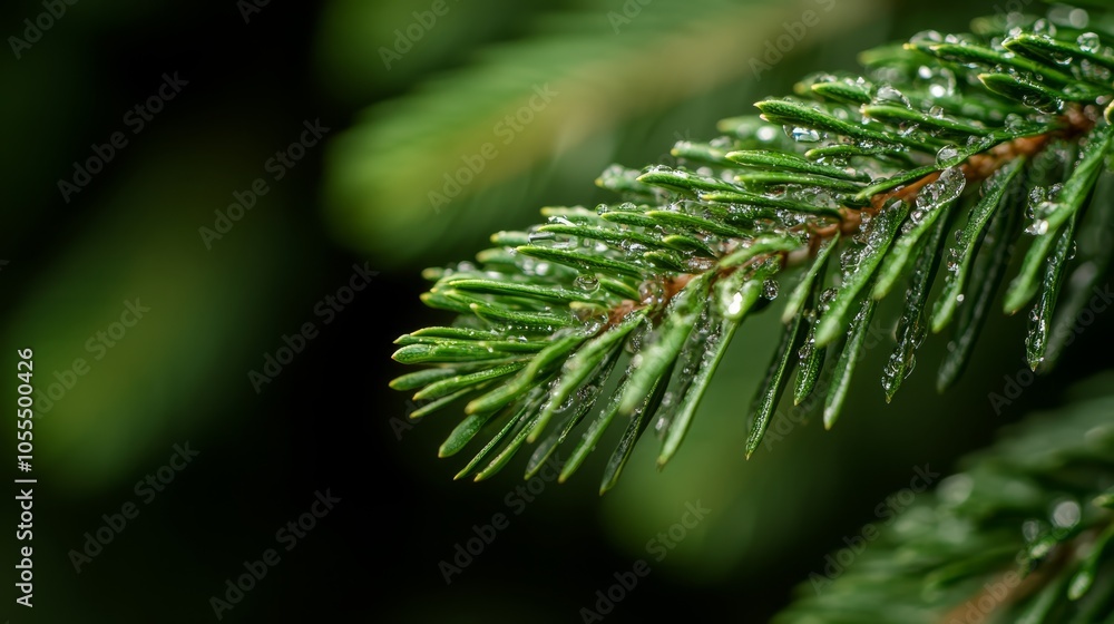 A close-up of a pine tree branch, adorned with water droplets on its needles A close-up of a pine tree branch, adorned with water droplets on its needles