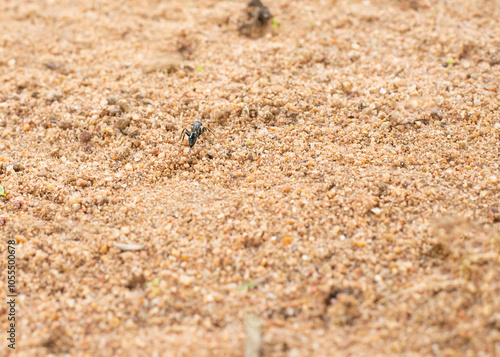 A close-up of a black ant navigating sandy soil with small rocks and sparse vegetation, highlighting the resilience and determination of insect life.