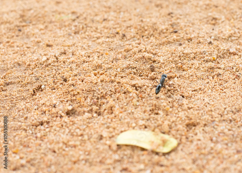 A close-up of a black ant navigating sandy soil with small rocks and sparse vegetation, highlighting the resilience and determination of insect life.