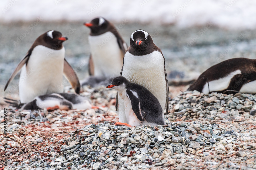 Fototapeta premium Impression of the Gentoo Penguin -Pygoscelis papua- colony at Danco Island, on the Antarctic Peninsula