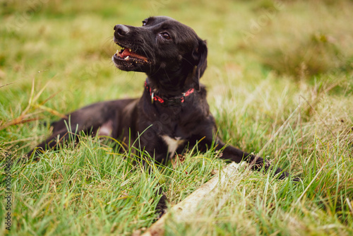 Black young dog on the grass. Close up. 