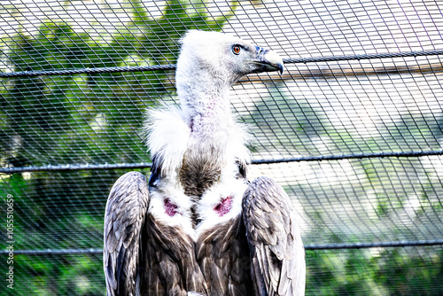 Image of a griffon vulture in captivity in a recovery center in the province of Lerida