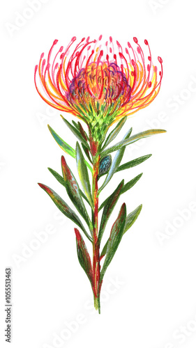 Exotic flower. Flower narcissed with colored pencils. Leucospermum, red pincushion protea
