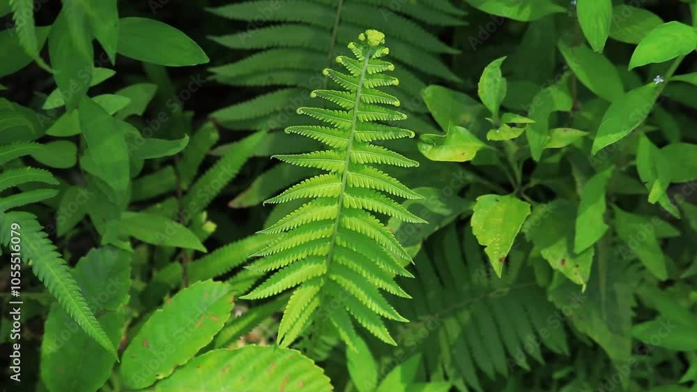 Fern leaf background Fern leaf background