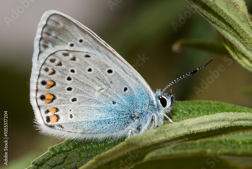Wallpaper Mural Butterfly macro detail photo wonderful wings and butterfly patterns Torontodigital.ca