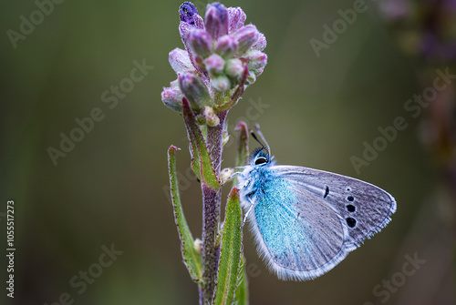 Butterfly macro detail photo wonderful wings and butterfly patterns