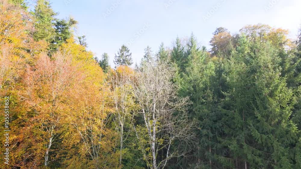 Stunning Aerial View of Autumn’s Vibrant Colors: Serene Woodland Scenery Over Europe Stunning Aerial View of Autumn’s Vibrant Colors: Serene Woodland Scenery Over Europe