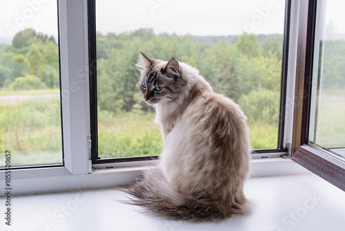 Bild auf Leinwand Neva masquerade cat is sitting by a window, looking out at the trees