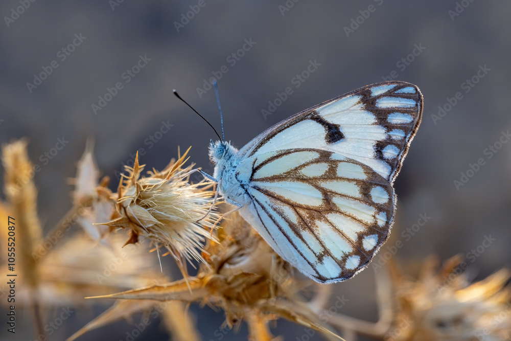 White Pioneer butterfly (Belenois aurota)