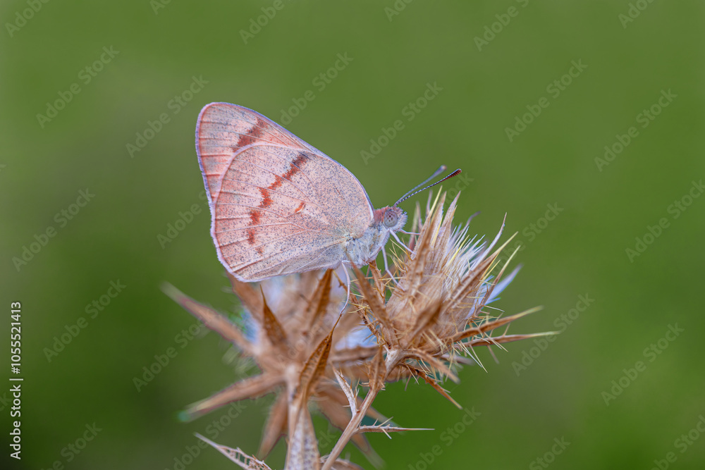 Mesopotamian Colotis butterfly (Colotis fausta)