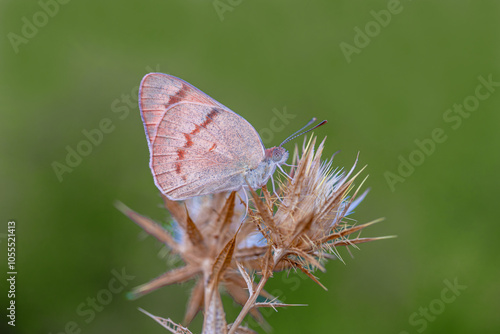 Obraz na płótnie Mesopotamian Colotis butterfly (Colotis fausta) w salonie