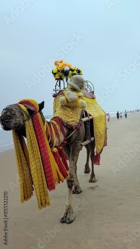 Camel at the sea beach 