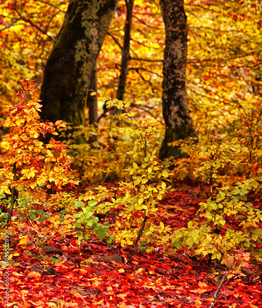 awesome autumn forest scenery, perfect autumn morning dawn, nature colorful background awesome autumn forest scenery, perfect autumn morning dawn, nature colorful background