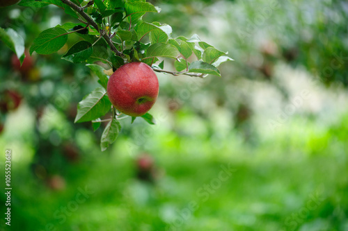 Red apples grow on tree in garden photo