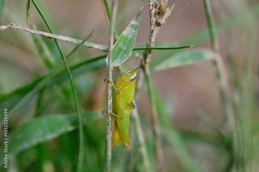 Close-up view of grasshopper on grass field Close-up view of grasshopper on grass field