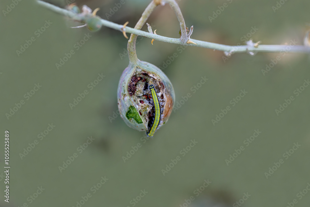 White Pioneer butterfly caterpillar feeding on the fruit of the caper plant (Belenois aurota)