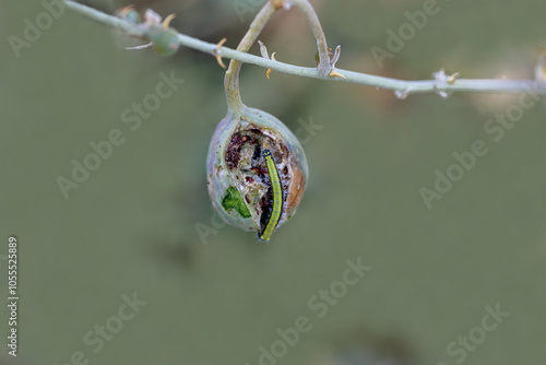 Obraz na płótnie White Pioneer butterfly caterpillar feeding on the fruit of the caper plant (Belenois aurota) w salonie