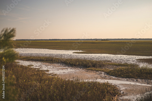 South Carolina low country marsh swamp landscape nature