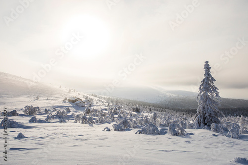 Winter landscape in Pallas Yllastunturi National Park, Lapland, Finland photo